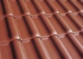 castan comestibil 30238